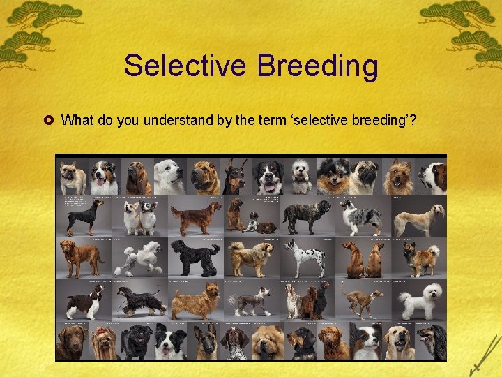 Selective Breeding £ What do you understand by the term ‘selective breeding’? 