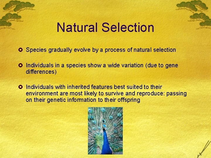 Natural Selection £ Species gradually evolve by a process of natural selection £ Individuals