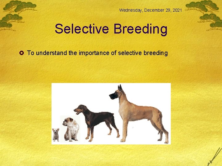 Wednesday, December 29, 2021 Selective Breeding £ To understand the importance of selective breeding