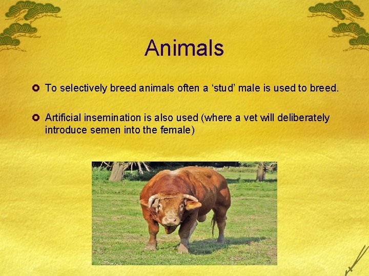 Animals £ To selectively breed animals often a ‘stud’ male is used to breed.