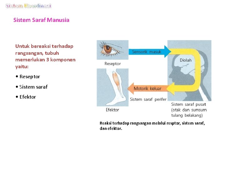 Sistem Saraf Manusia Untuk bereaksi terhadap rangsangan, tubuh memerlukan 3 komponen yaitu: • Reseptor