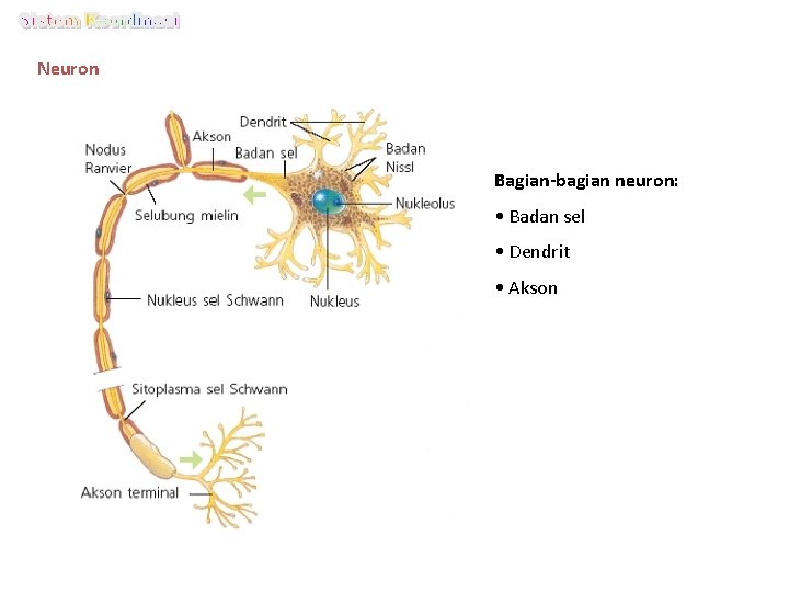 Neuron Bagian-bagian neuron: • Badan sel • Dendrit • Akson 