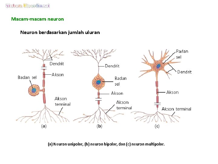 Macam-macam neuron Neuron berdasarkan jumlah uluran (a) Neuron unipolar, (b) neuron bipolar, dan (c)