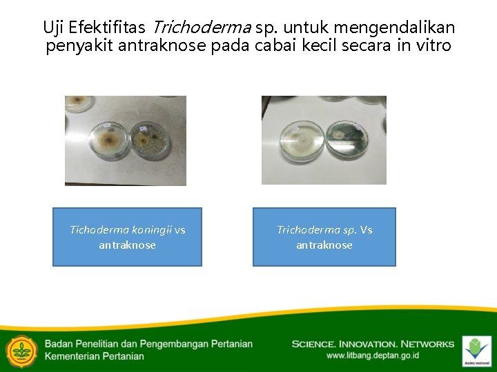 Uji Efektifitas Trichoderma sp. untuk mengendalikan penyakit antraknose pada cabai kecil secara in vitro