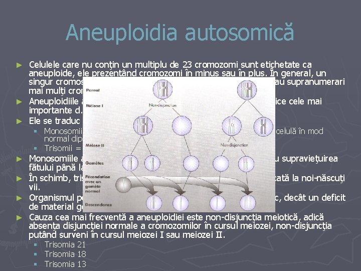 Aneuploidia autosomică Celulele care nu conţin un multiplu de 23 cromozomi sunt etichetate ca