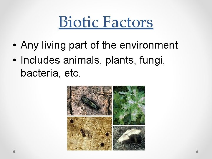 Biotic Factors • Any living part of the environment • Includes animals, plants, fungi,