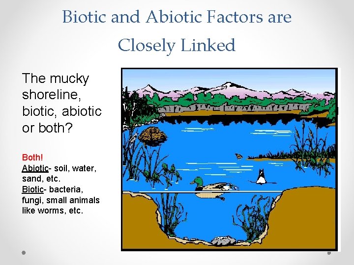 Biotic and Abiotic Factors are Closely Linked The mucky shoreline, biotic, abiotic or both?