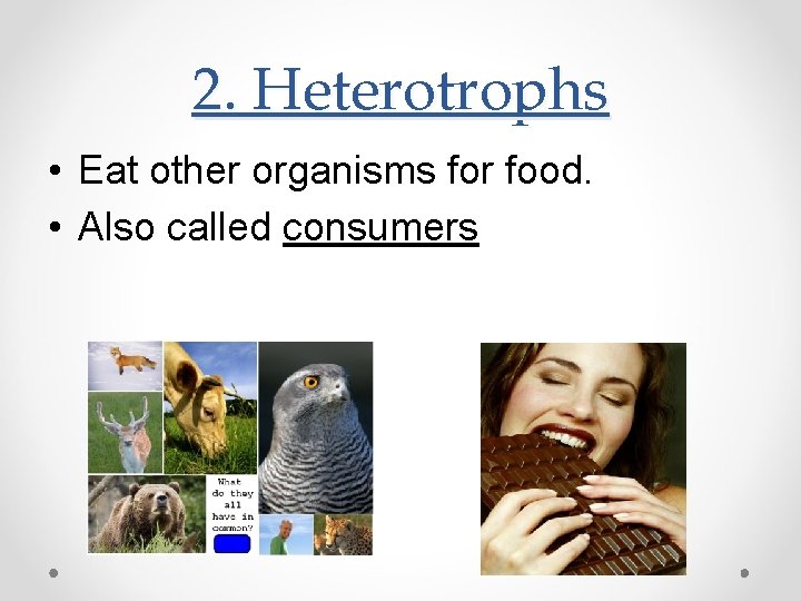 2. Heterotrophs • Eat other organisms for food. • Also called consumers 