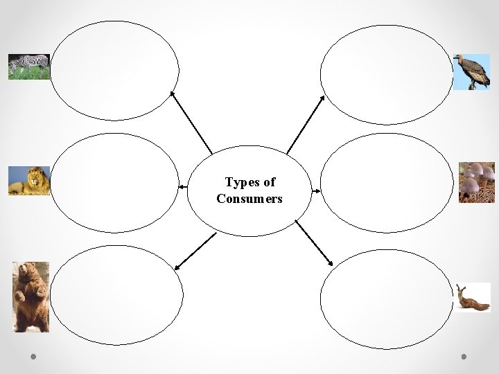 Types of Consumers 