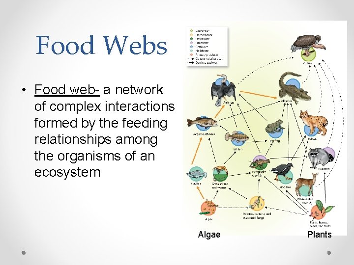 Food Webs • Food web- a network of complex interactions formed by the feeding