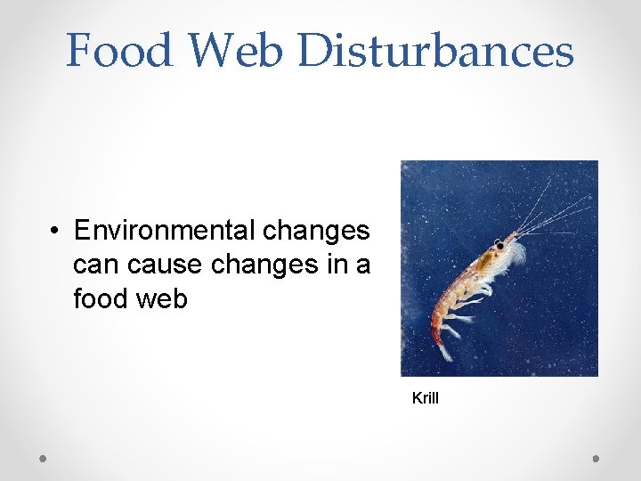 Food Web Disturbances • Environmental changes can cause changes in a food web Krill