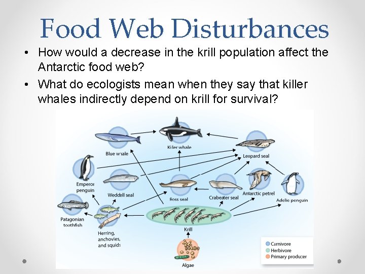 Food Web Disturbances • How would a decrease in the krill population affect the