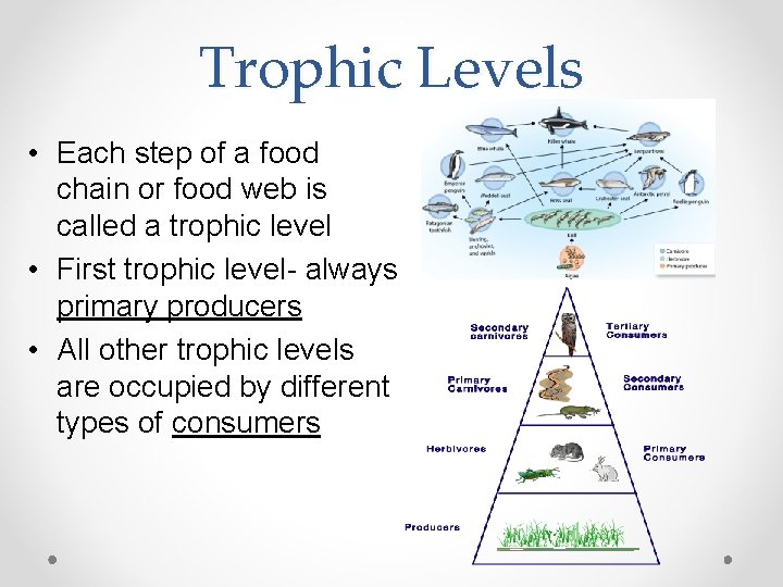 Trophic Levels • Each step of a food chain or food web is called