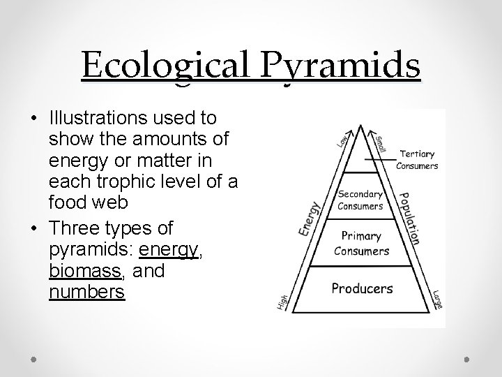 Ecological Pyramids • Illustrations used to show the amounts of energy or matter in