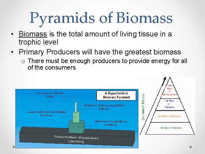 Pyramids of Biomass • Biomass is the total amount of living tissue in a