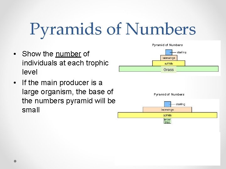 Pyramids of Numbers Pyramid of Numbers • Show the number of individuals at each