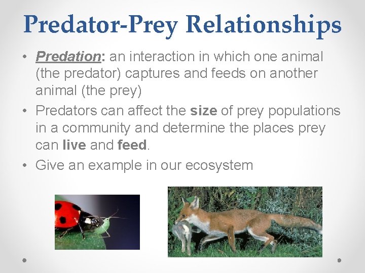 Predator-Prey Relationships • Predation: an interaction in which one animal (the predator) captures and