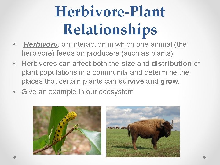 Herbivore-Plant Relationships • Herbivory: an interaction in which one animal (the herbivore) feeds on