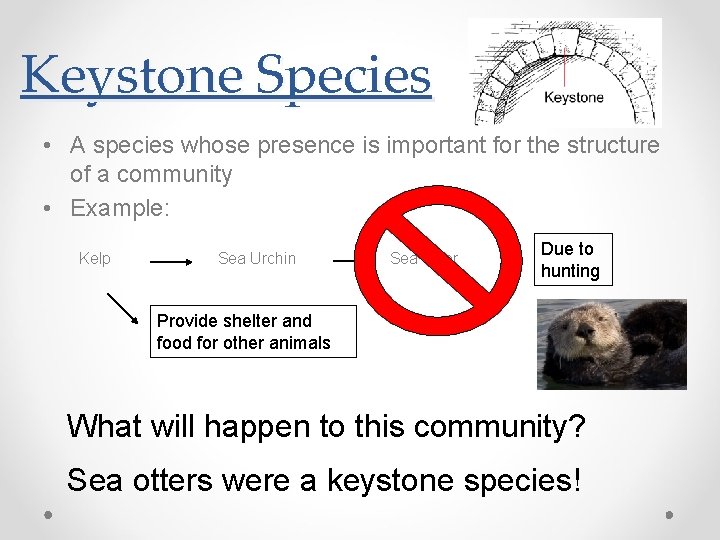 Keystone Species • A species whose presence is important for the structure of a