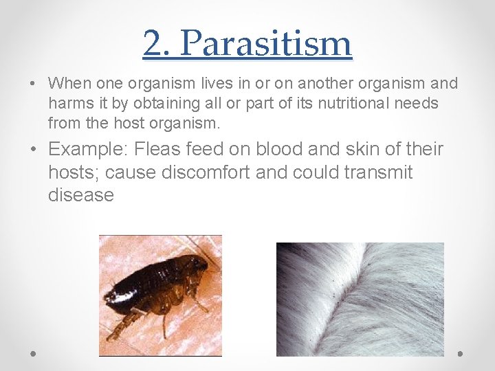 2. Parasitism • When one organism lives in or on another organism and harms