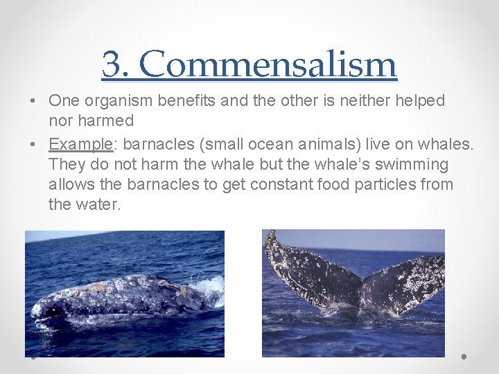 3. Commensalism • One organism benefits and the other is neither helped nor harmed
