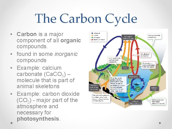 The Carbon Cycle • Carbon is a major component of all organic compounds. •