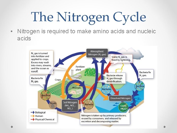 The Nitrogen Cycle • Nitrogen is required to make amino acids and nucleic acids