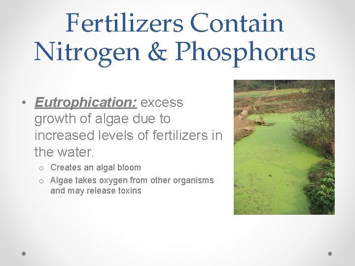 Fertilizers Contain Nitrogen & Phosphorus • Eutrophication: excess growth of algae due to increased