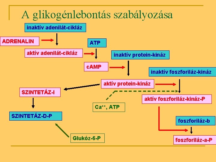 A glikogénlebontás szabályozása inaktív adenilát-cikláz ADRENALIN ATP aktív adenilát-cikláz inaktív protein-kináz c. AMP inaktív