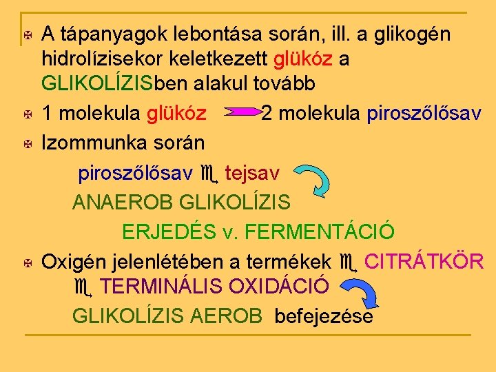 X X A tápanyagok lebontása során, ill. a glikogén hidrolízisekor keletkezett glükóz a GLIKOLÍZISben