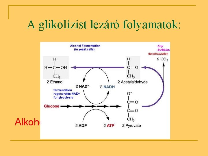 A glikolízist lezáró folyamatok: Alkoholos erjedés: 