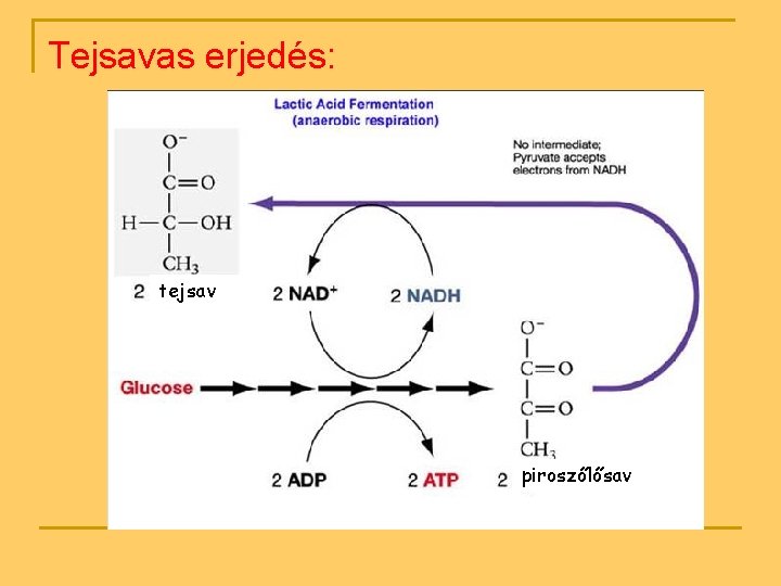 Tejsavas erjedés: tejsav piroszőlősav 