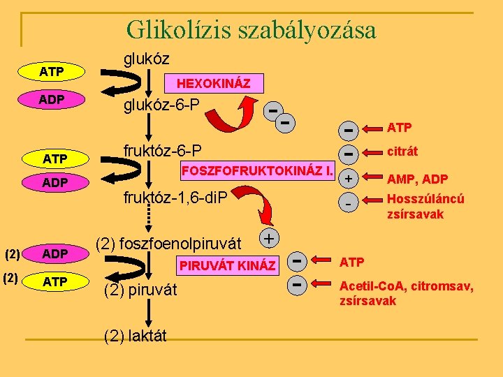 Glikolízis szabályozása ATP ADP (2) ATP glukóz HEXOKINÁZ glukóz-6 -P -- fruktóz-6 -P FOSZFOFRUKTOKINÁZ