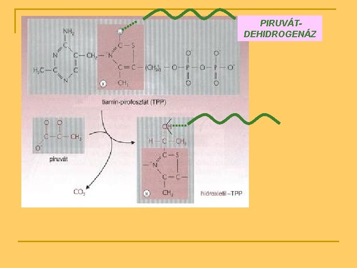 PIRUVÁTDEHIDROGENÁZ 