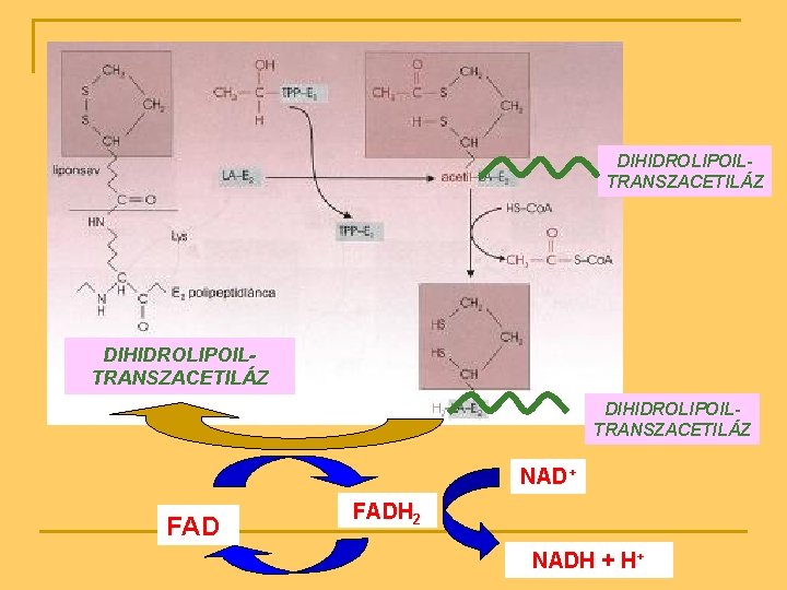 DIHIDROLIPOILTRANSZACETILÁZ NAD+ FADH 2 NADH + H+ 