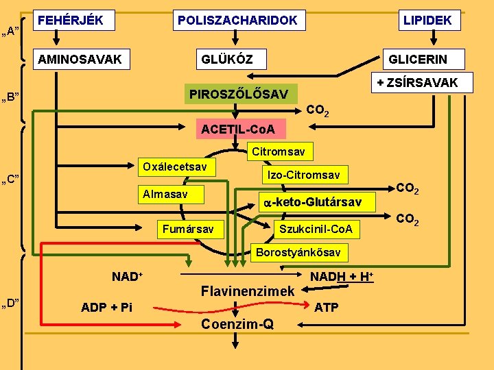 „A” FEHÉRJÉK POLISZACHARIDOK AMINOSAVAK LIPIDEK GLÜKÓZ GLICERIN + ZSÍRSAVAK PIROSZŐLŐSAV „B” CO 2 ACETIL-Co.