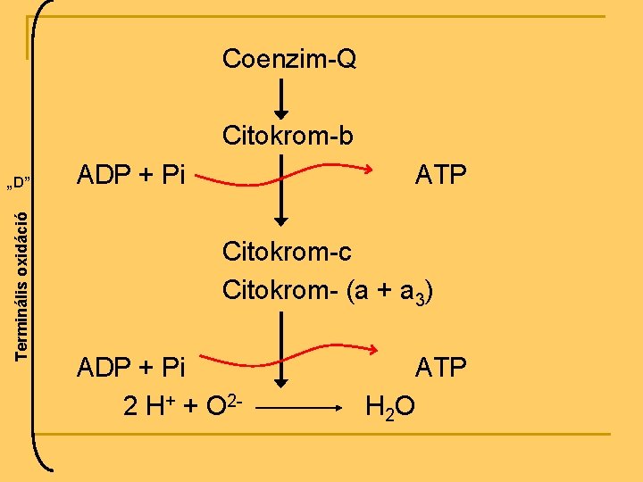 Coenzim-Q Citokrom-b Terminális oxidáció „D” ADP + Pi ATP Citokrom-c Citokrom- (a + a