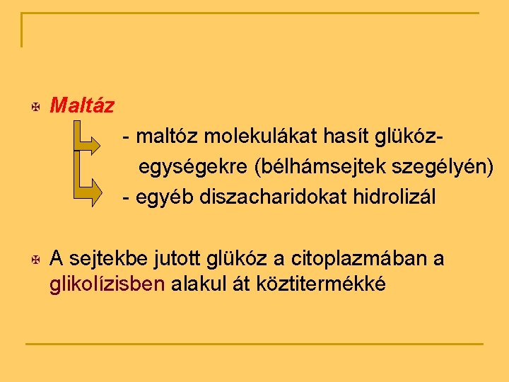 X Maltáz - maltóz molekulákat hasít glükózegységekre (bélhámsejtek szegélyén) - egyéb diszacharidokat hidrolizál X