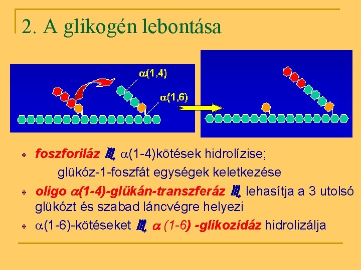 2. A glikogén lebontása X X X foszforiláz (1 -4)kötések hidrolízise; glükóz-1 -foszfát egységek