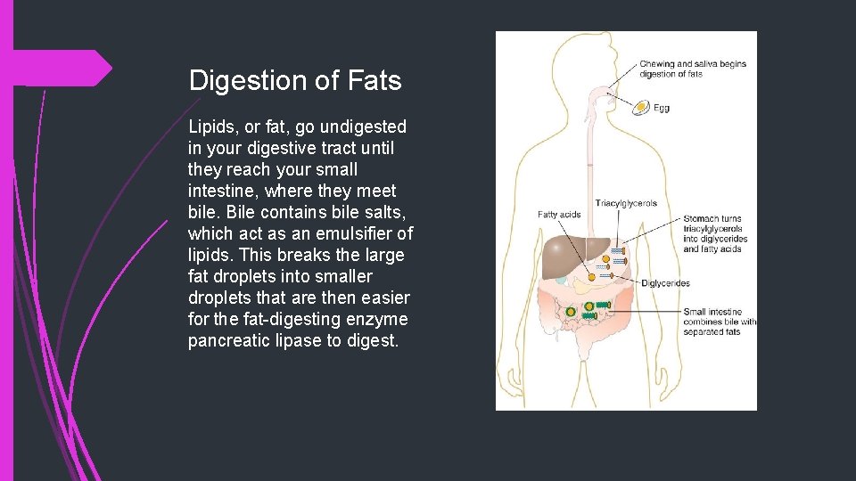 Digestion of Fats Lipids, or fat, go undigested in your digestive tract until they