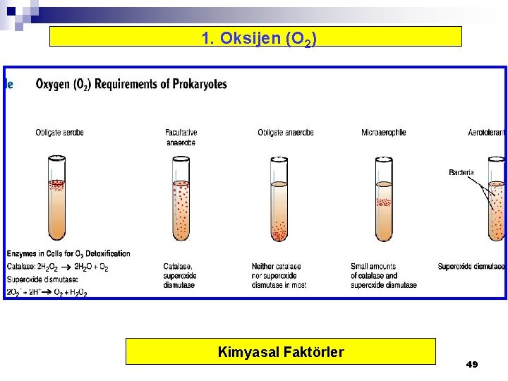 1. Oksijen (O 2) Kimyasal Faktörler 49 