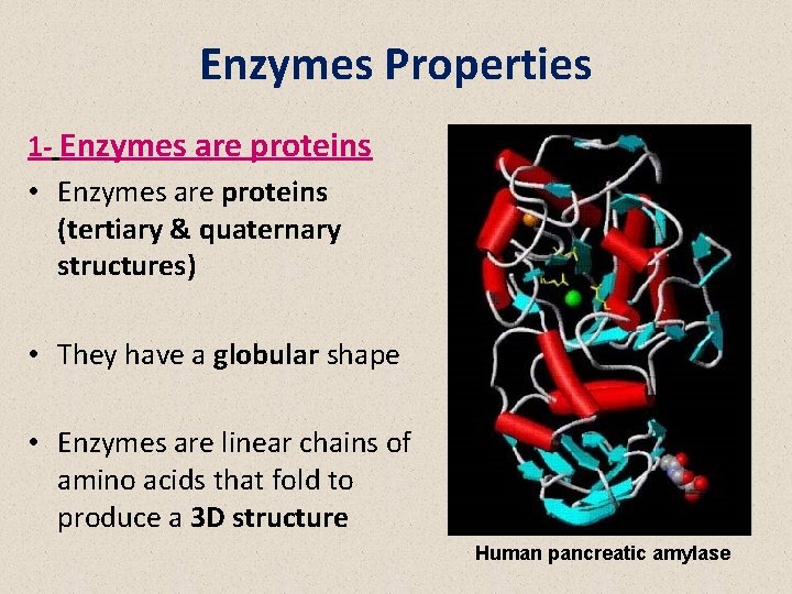 BIOC 231 An Introduction to Enzymes Dr Ayat