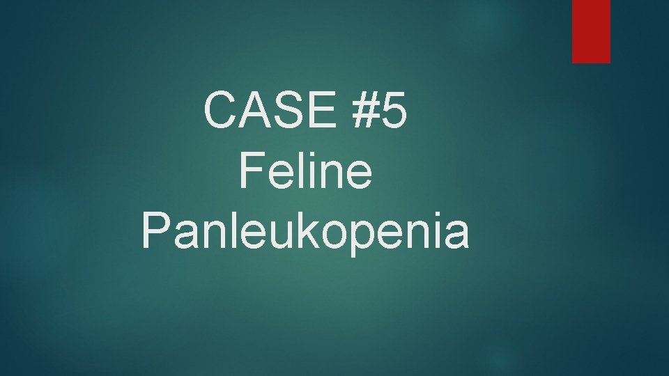 CASE #5 Feline Panleukopenia 