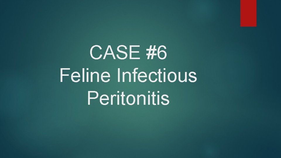 CASE #6 Feline Infectious Peritonitis 