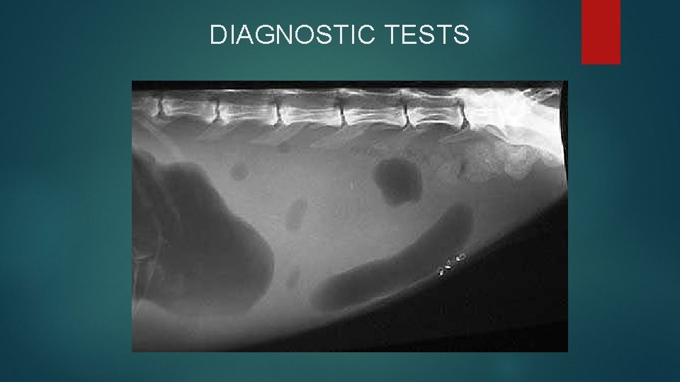 DIAGNOSTIC TESTS 