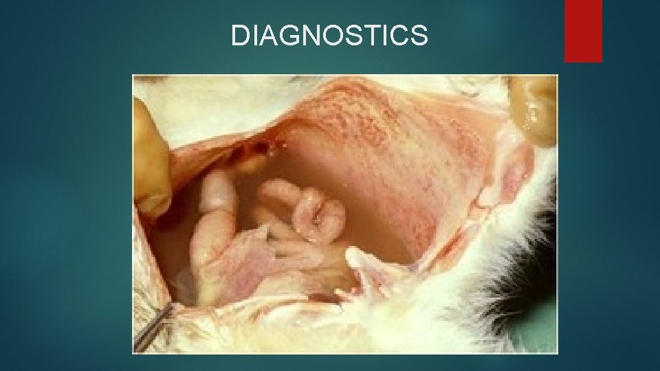DIAGNOSTICS 
