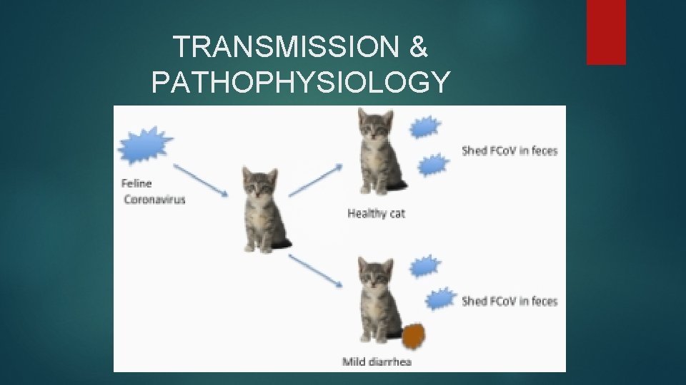 TRANSMISSION & PATHOPHYSIOLOGY 