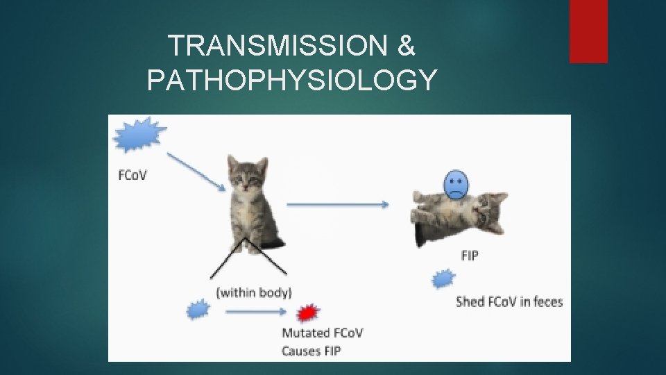 TRANSMISSION & PATHOPHYSIOLOGY 