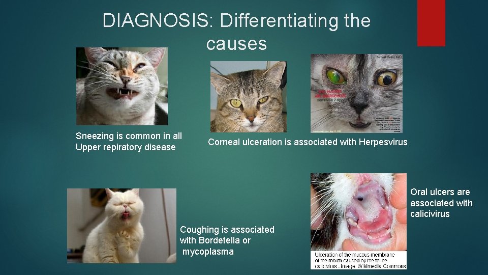 DIAGNOSIS: Differentiating the causes Sneezing is common in all Upper repiratory disease Corneal ulceration