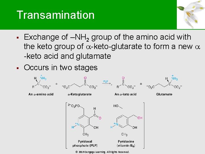 Transamination § § Exchange of –NH 2 group of the amino acid with the